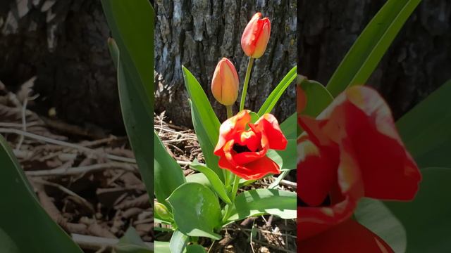 APRIL TULIPS 🌷  #tulips #redtulips #april #springbreak #aprilflowers #springflowers #redflowers #re