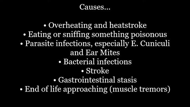 My Rabbit Is Shaking And Lying Down (Why It Happens) смотреть онлайн