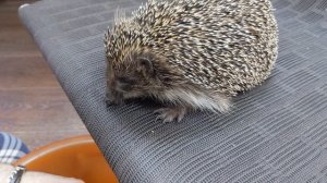 Разгрузочные дни с таракашками в главной роли)