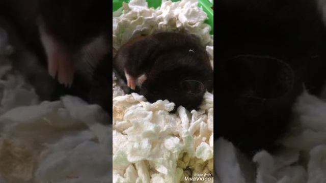 Хомячиха Буся. Прячет орех, ест, спит. смотреть онлайн