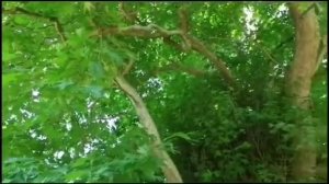 800- летний платан в Самурском лесу