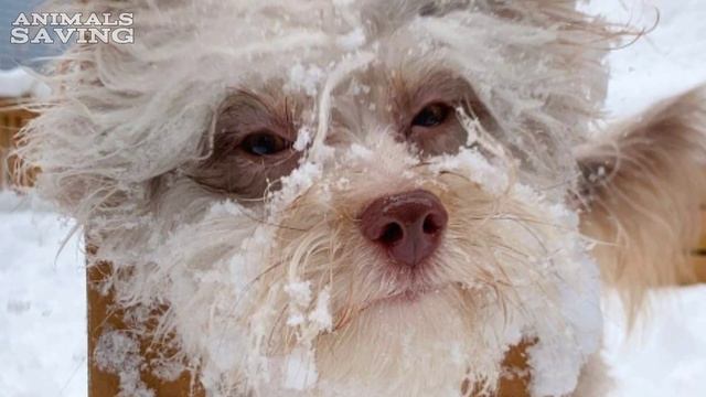 Пес с мордочкой как у человека удивил весь мир только посмотрите на него