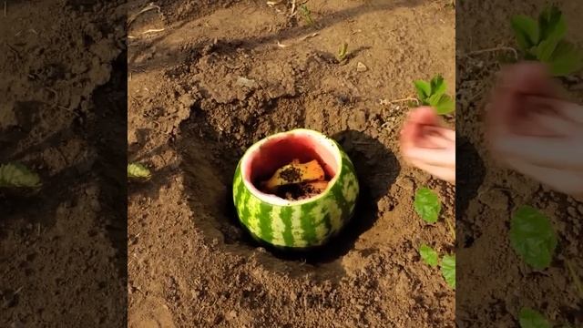 Полезные садовые хаки и советы по выращиванию растений для начинающих смотреть онлайн