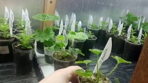 ?Обзор стеллажа с рассадой на 14февраля.?