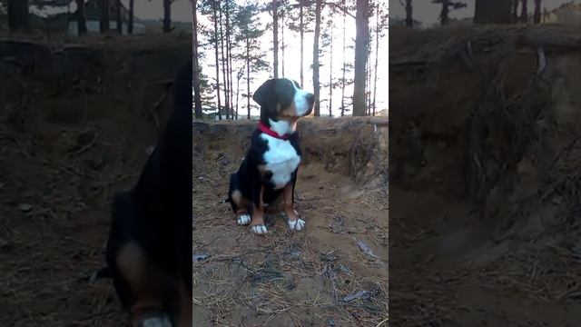 Большой швейцарский зенненхунд на страже порядка! смотреть онлайн