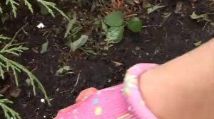 Действенное удобрение для хвойных