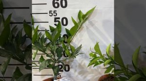 ?танжело ВАТ9/ 97 C6 Tangelo BAT9