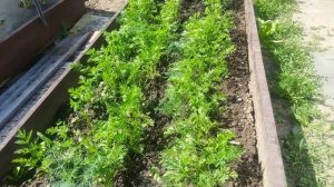 Наша Дача 6 соток! Обзор сада.