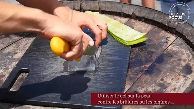 Tutos jardin : Comment découper l'aloe vera смотреть онлайн