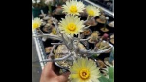 Increible cactus Astrophytum Caput-medusae