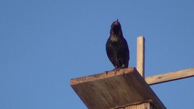 Скворцы  -    вестники весны смотреть онлайн