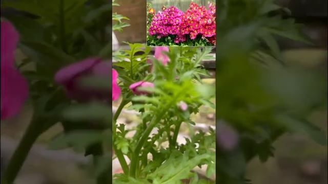 Growing schizanthus flower #trending #like #ytshorts #gardening #viral #flowers #plantslove