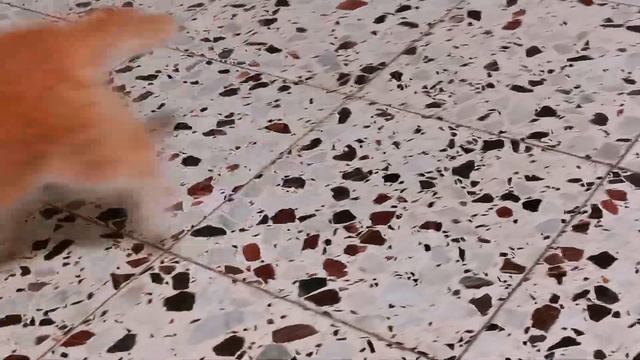 У бабушки в доме должен жить КОТ. Знакомьтесь, наш Фантик. смотреть онлайн