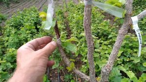 Прививка . ФУНДУКА на МЕДВЕЖИЙ Орех.