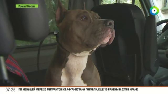 ТВ МИР-Как правильно перевозить собаку в автомобиле смотреть онлайн
