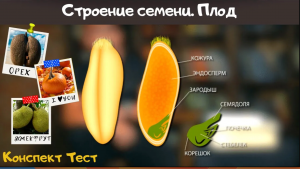 Семя. Строение семени и значение. Биология 6 класс. Плоды. Семена растений Виды плодов Видеоурок ЕГЭ