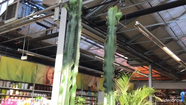 Кактусы и Суккуленты в Оби.Композиции. смотреть онлайн