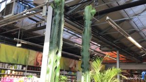 Кактусы и Суккуленты в Оби.Композиции.