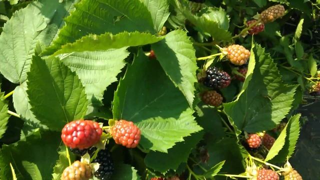 Обзор ежевики сорта Бжезина/ Blackberry Brzezina