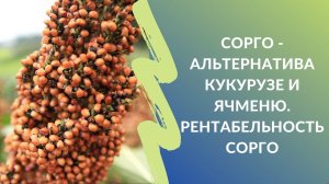 Сорго - альтернатива кукурузе и ячменю. Рентабельность сорго