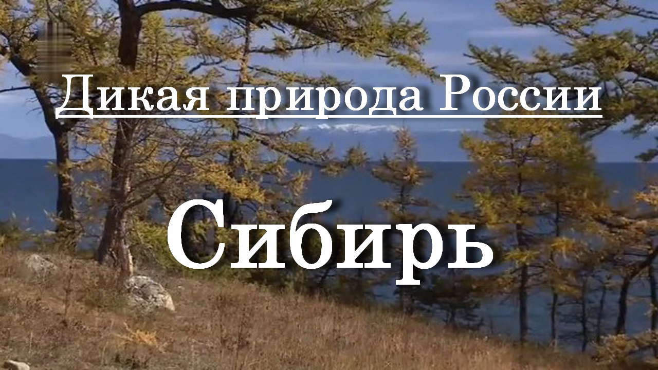 Дикая природа России - Сибирь