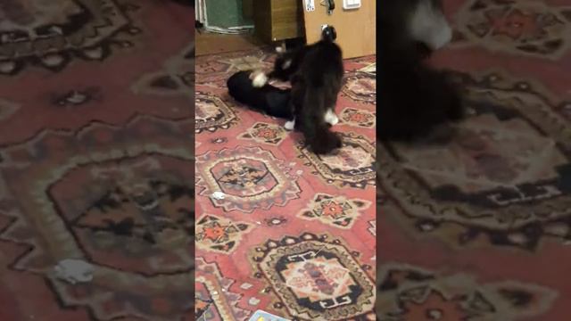 Сибирская кошка Мила играет с щенком чихуахуа смотреть онлайн