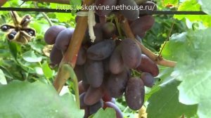 Сорта винограда Велика 2017
