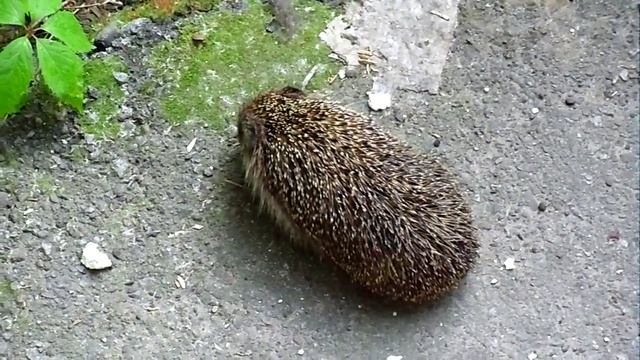 Ёж грызун a hedgehog eats смотреть онлайн