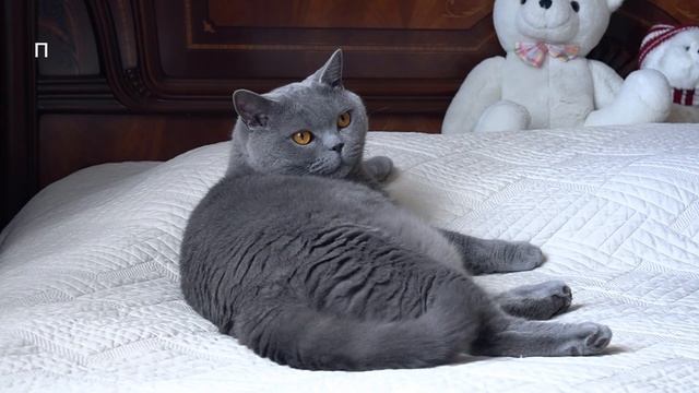 Выращиваем микрозелень с котом / British cat grows microgreens смотреть онлайн