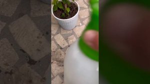 Гулдорго туура кам коруу.| Гулдордун зыянкечин дарылоо #пересадкацветов #уходзацветами #белокрылка