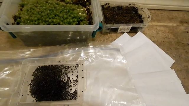 FREE GIANT NATIVE DESERT ARIZONA SAGUARO CACTUS SEEDS SHIPPING TODAY смотреть онлайн