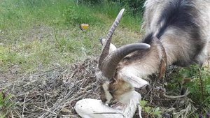 Окот козы первокотки