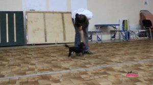 Центр профессиональной дрессировки "DOG School" и Йоркширский терьер АСЯ