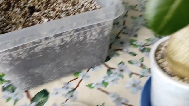 ?АДЕНИУМ? наел бока ? #адениум #bonsai #adenium смотреть онлайн