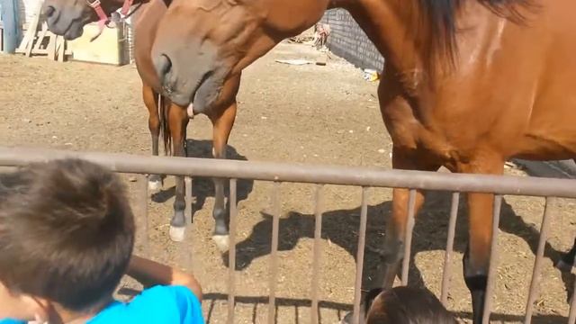 Кони американской породы. Дети любят лошадей смотреть онлайн