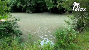 The Singing of Forest Birds and the Splashing of Water in the Forest River