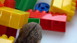 Два хомяка и конструктор Bauer.