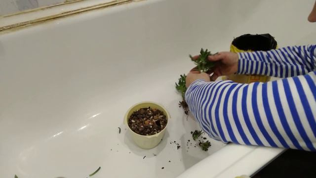 КРАССУЛА Корал/пересадка в грунт. смотреть онлайн