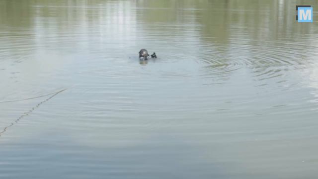Ризик для життя: енергодарцям радять не лізти в воду будь-де смотреть онлайн
