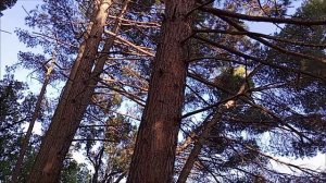 Под Массандровский дворцом