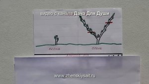 Как обрезать виноград?  Формируем ПОШАГОВО