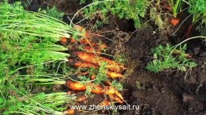 Когда выкапывать морковь и свеклу и как их хранить