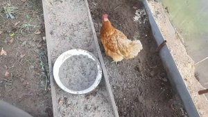 Пересадка ремонтантной клубники