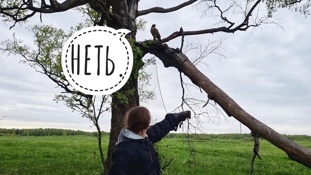 Обучение ястреба-тетеревятника. Этап 9 (день 11). Подзыв на перчатку с земли и с дерева. Неудачно