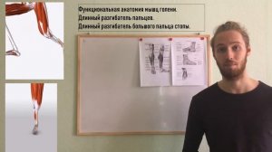 Функциональная анатомия мышц голени. Разгибатели пальцев стопы