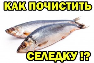 КАК ПОЧИСТИТЬ СЕЛЕДКУ - Быстро и без костей