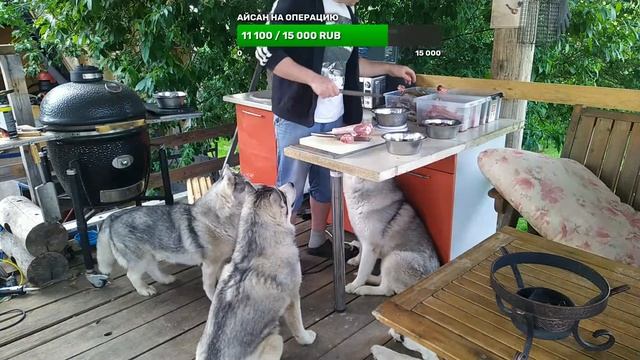 разговариал с эндокринологом по поводу хаски Ласки и кормёжка стаи смотреть онлайн