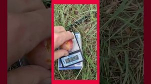 слива 'Кабардинская ранняя'