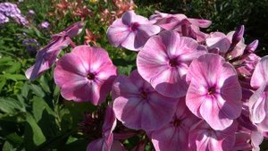 Флокс метельчатый Русская Красавица. Автор: Репрев Ю.А. Год: 1995.