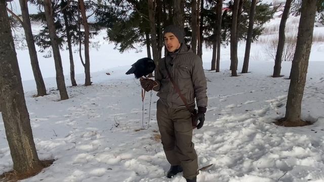 Сколько команд знает ворон? Научил делать «восьмёрку»! смотреть онлайн